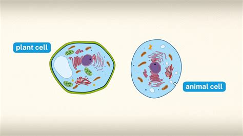 how are plant cells similar to animal cells
